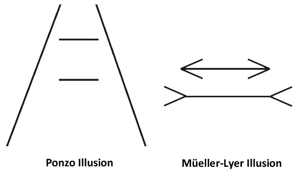 ponzo mueller illusion lines