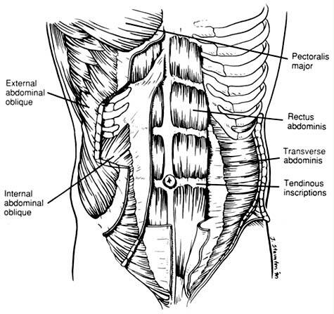 truth about six pack abs