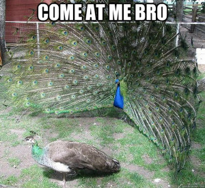 Peacock Meme