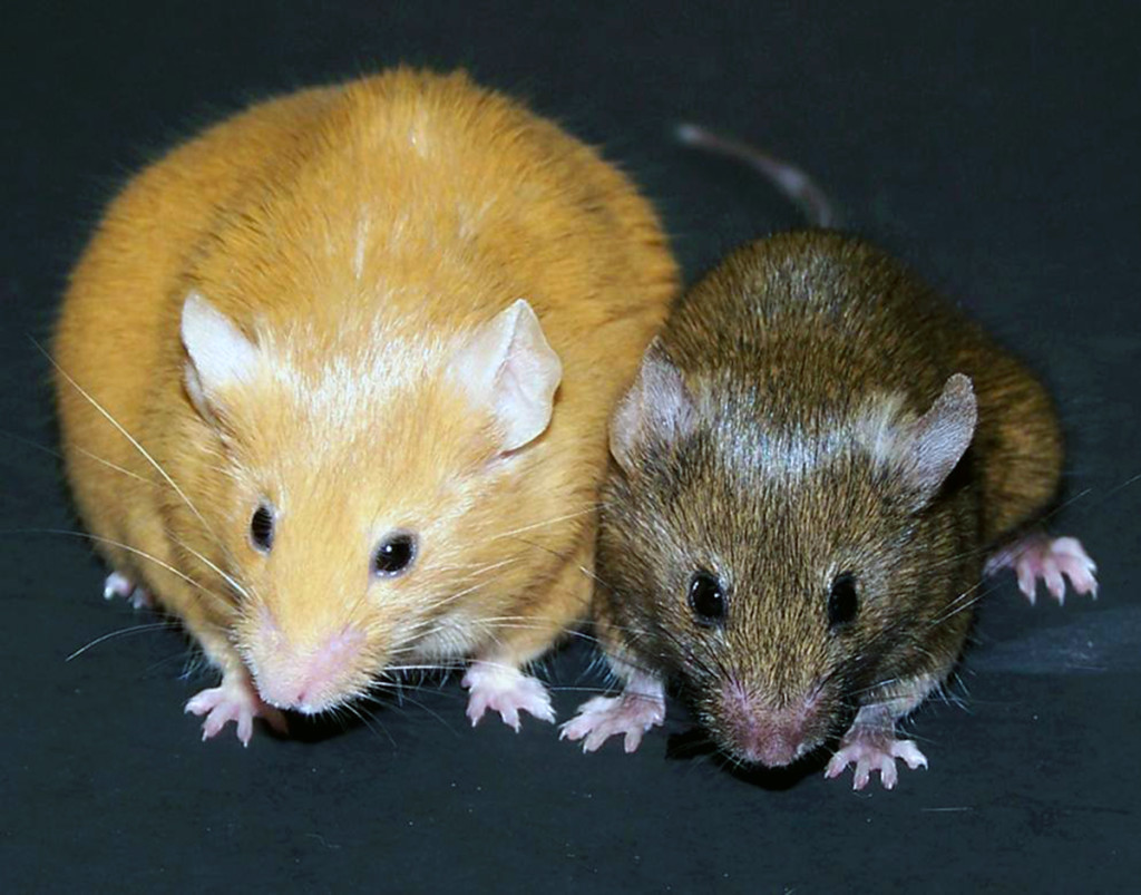 Agouti Mice Epigenetics