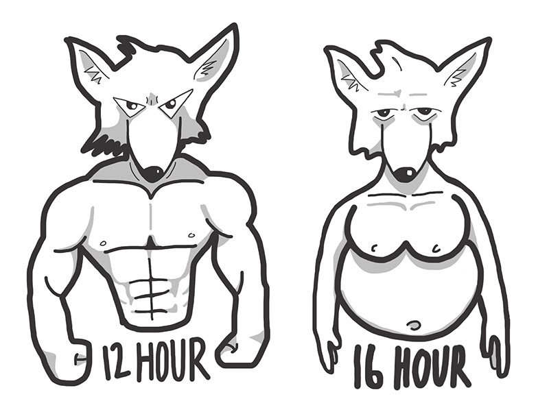 intermittent fasting rats